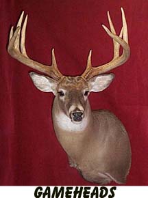 Mount from Simpson Taxidermy Studio