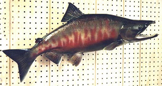 Mount from Simpson Taxidermy Studio
