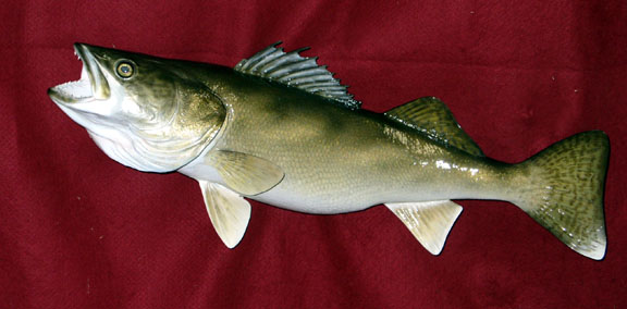 Mount from Simpson Taxidermy Studio