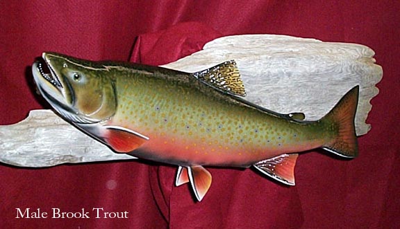 Mount from Simpson Taxidermy Studio