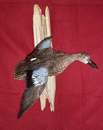 Mount from Simpson Taxidermy Studio