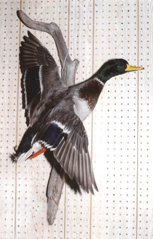 Mount from Simpson Taxidermy Studio