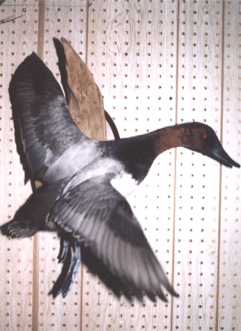 Mount from Simpson Taxidermy Studio