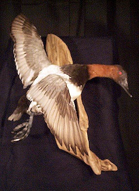 Mount from Simpson Taxidermy Studio