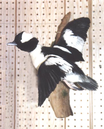 Mount from Simpson Taxidermy Studio