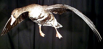 Mount from Simpson Taxidermy Studio