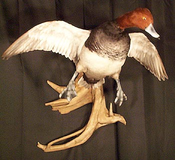 Mount from Simpson Taxidermy Studio