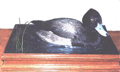 Mount from Simpson Taxidermy Studio