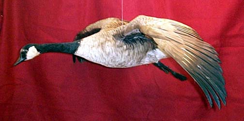 Mount from Simpson Taxidermy Studio