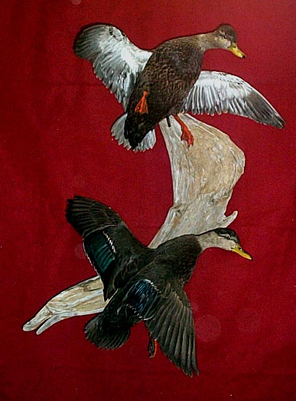 Mount from Simpson Taxidermy Studio
