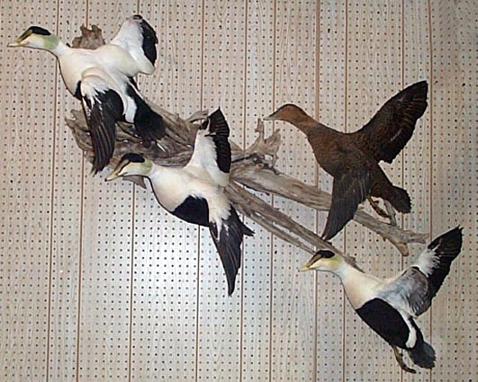 Mount from Simpson Taxidermy Studio