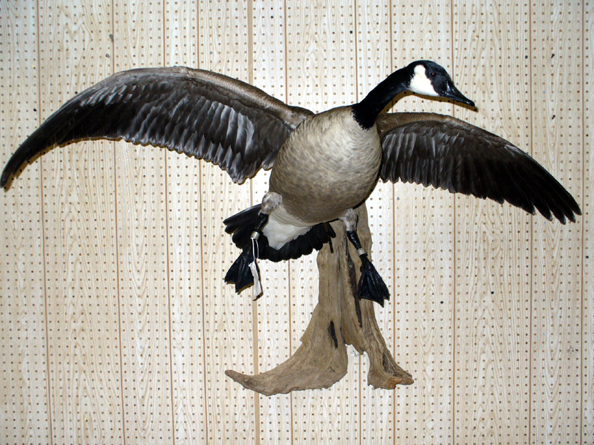 Mount from Simpson Taxidermy Studio