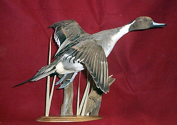 Mount from Simpson Taxidermy Studio