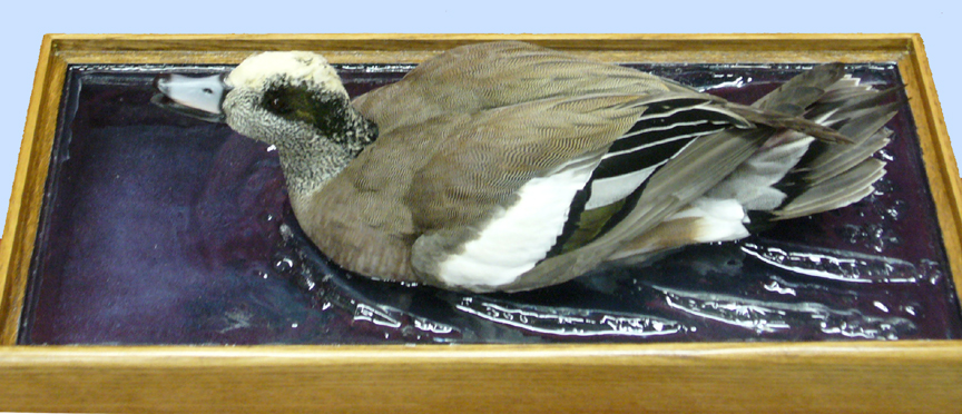 Mount from Simpson Taxidermy Studio