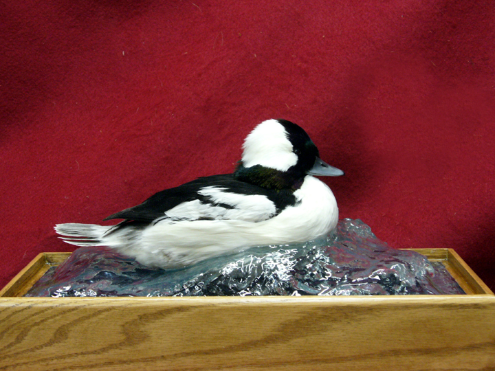 Mount from Simpson Taxidermy Studio