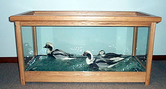 Mount from Simpson Taxidermy Studio