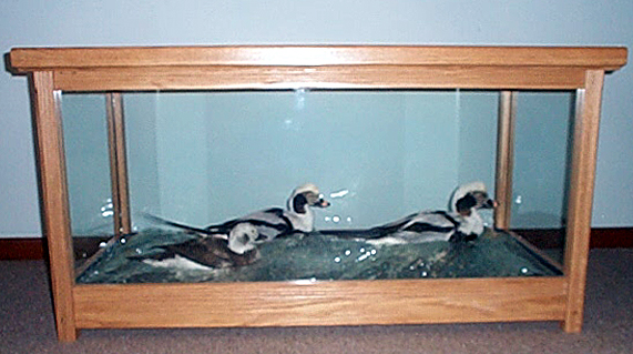 Mount from Simpson Taxidermy Studio