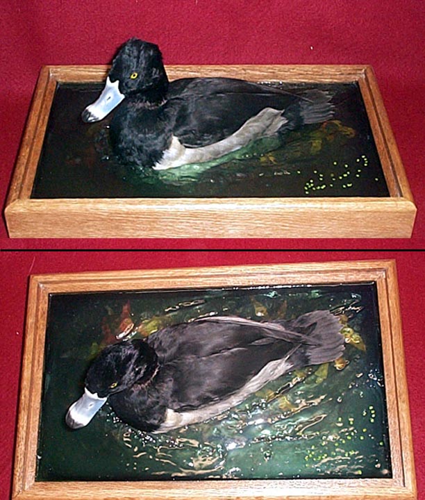 Mount from Simpson Taxidermy Studio