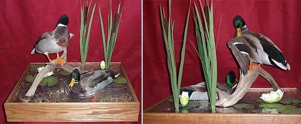 Mount from Simpson Taxidermy Studio