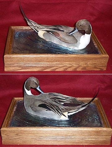 Mount from Simpson Taxidermy Studio