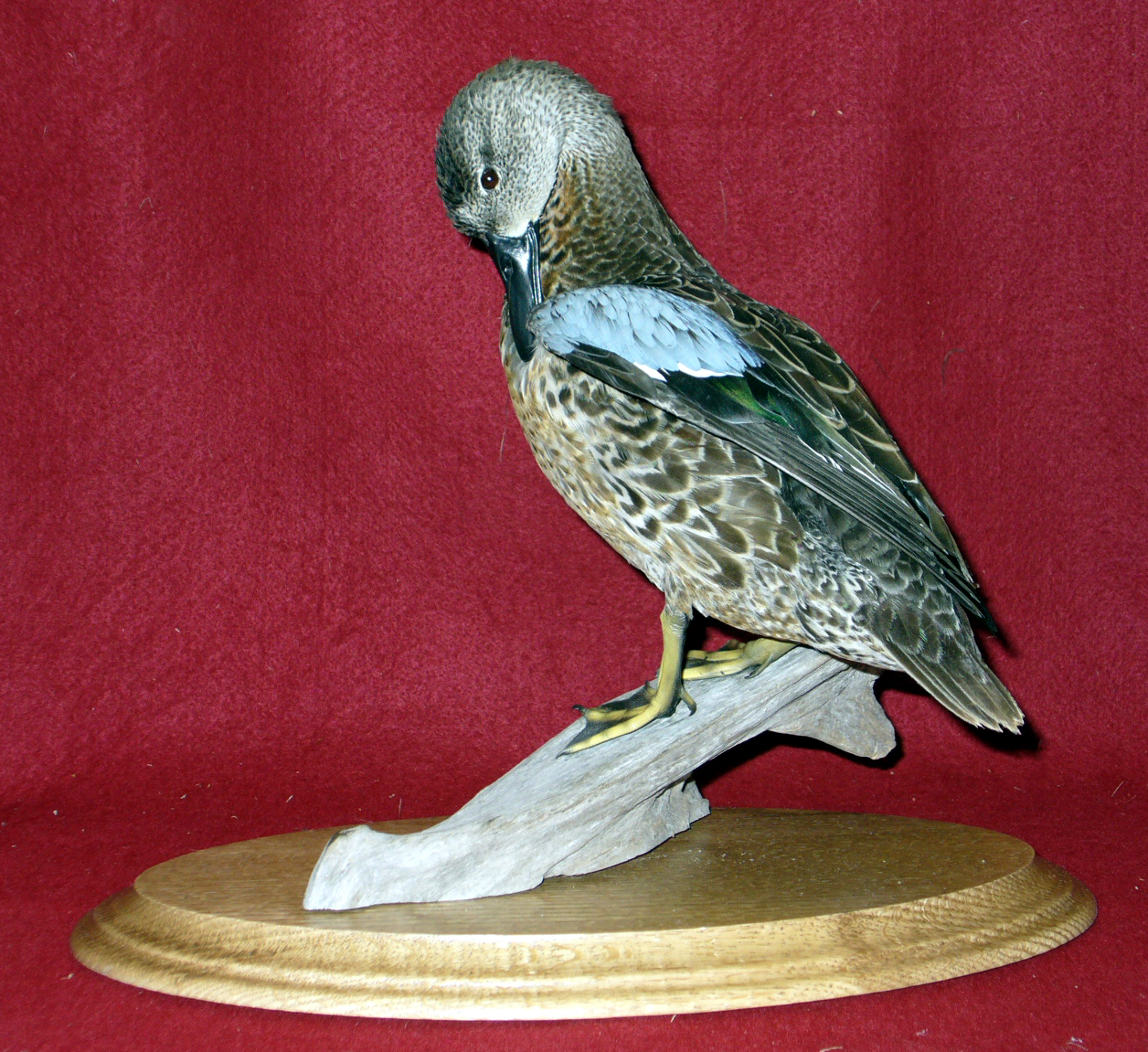Mount from Simpson Taxidermy Studio