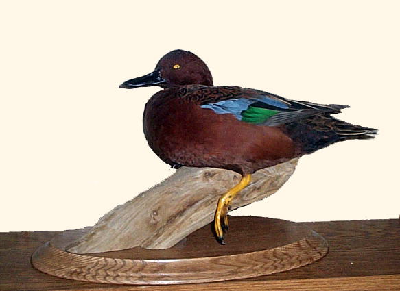 Mount from Simpson Taxidermy Studio
