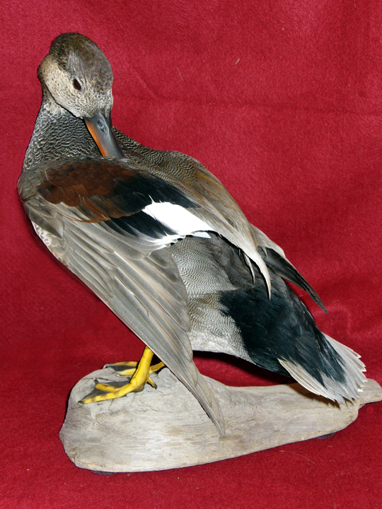 Mount from Simpson Taxidermy Studio