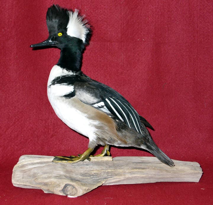 Mount from Simpson Taxidermy Studio
