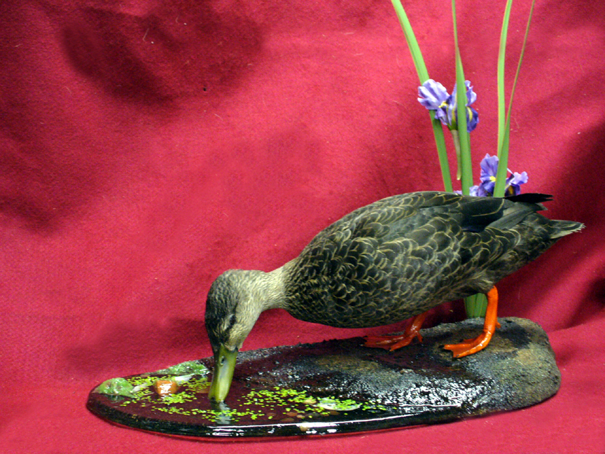 Mount from Simpson Taxidermy Studio