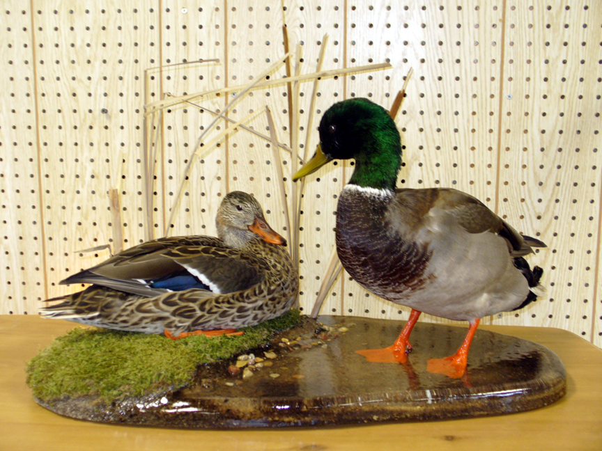 Mount from Simpson Taxidermy Studio