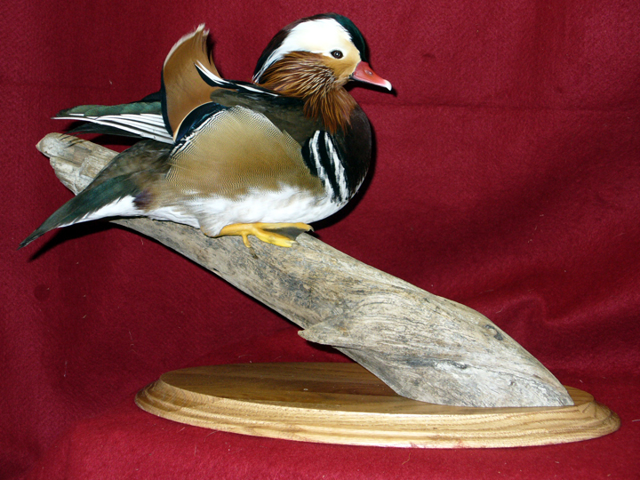 Mount from Simpson Taxidermy Studio
