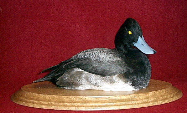 Mount from Simpson Taxidermy Studio