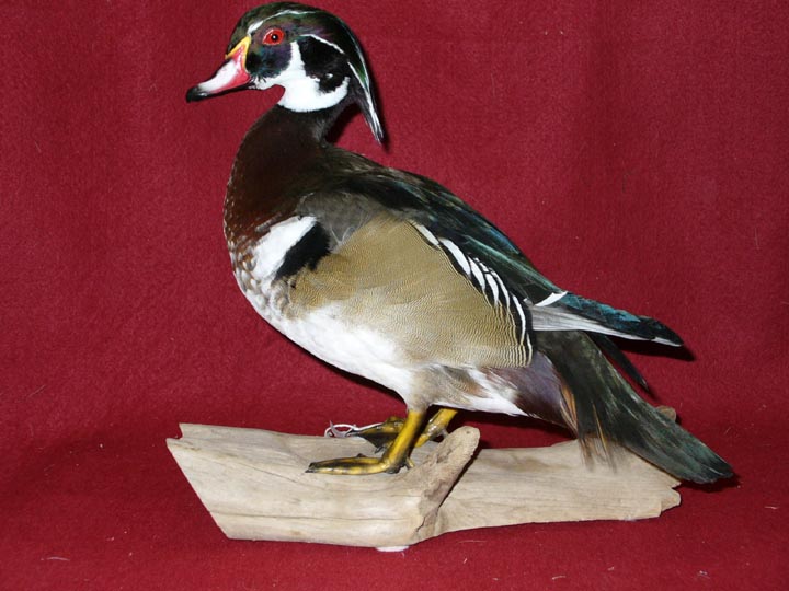 Mount from Simpson Taxidermy Studio