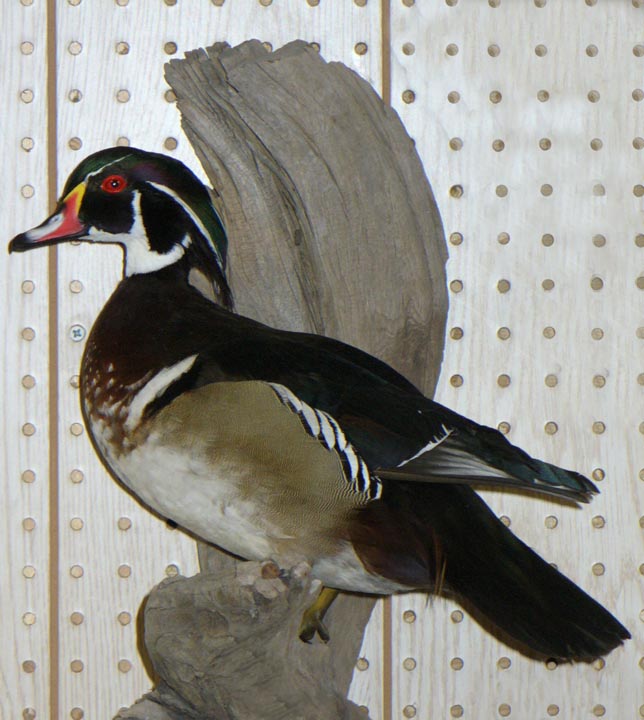 Mount from Simpson Taxidermy Studio