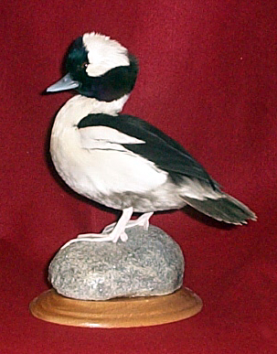 Mount from Simpson Taxidermy Studio