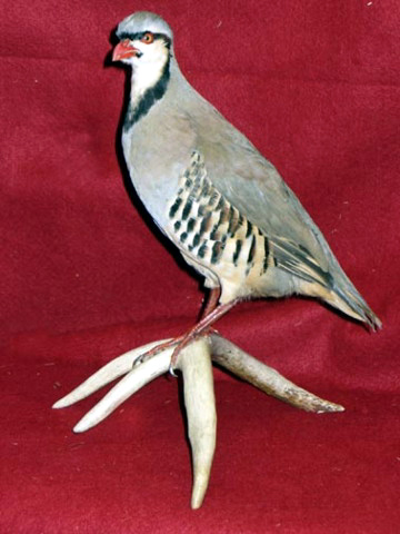 Mount from Simpson Taxidermy Studio