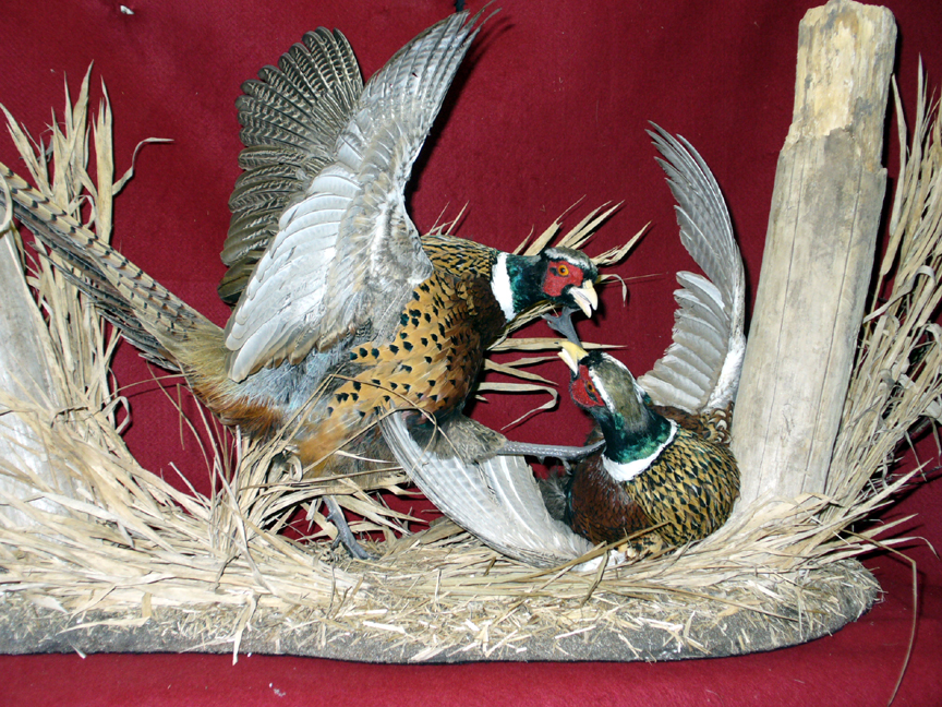 Mount from Simpson Taxidermy Studio