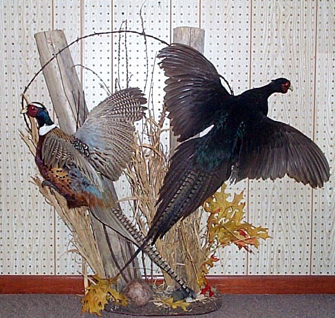 Mount from Simpson Taxidermy Studio