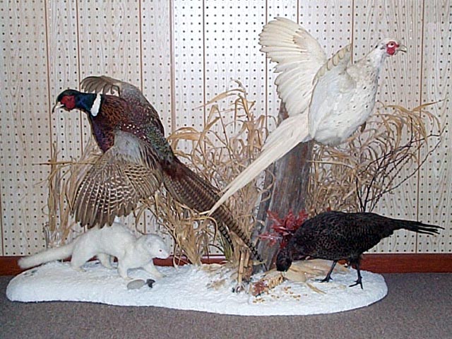 Mount from Simpson Taxidermy Studio