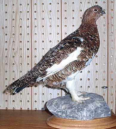 Mount from Simpson Taxidermy Studio
