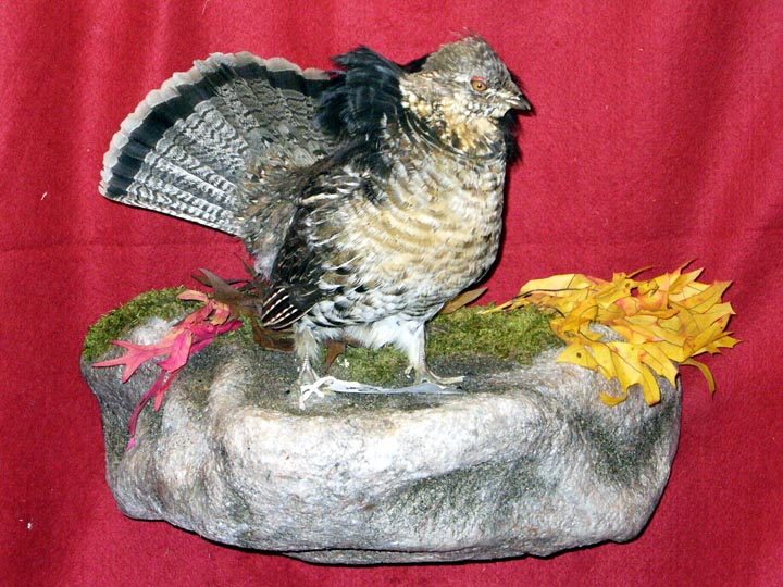 Mount from Simpson Taxidermy Studio