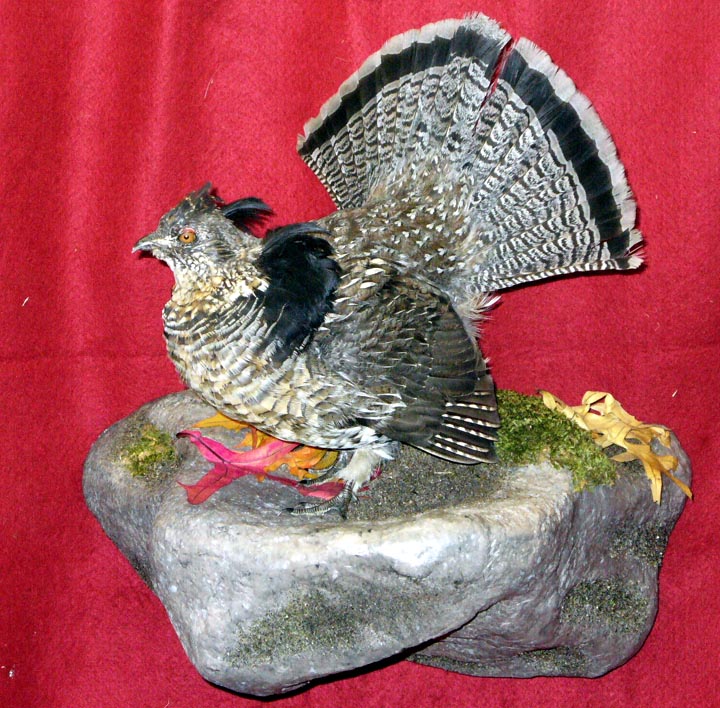Mount from Simpson Taxidermy Studio