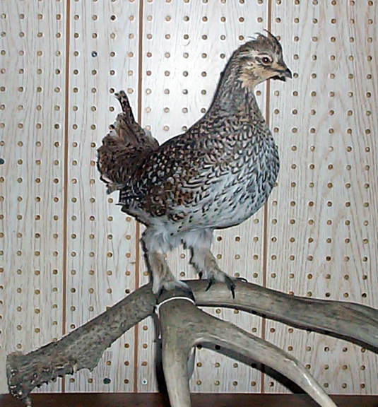 Mount from Simpson Taxidermy Studio