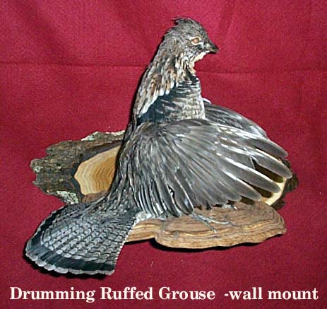 Mount from Simpson Taxidermy Studio