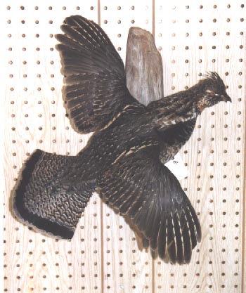 Mount from Simpson Taxidermy Studio