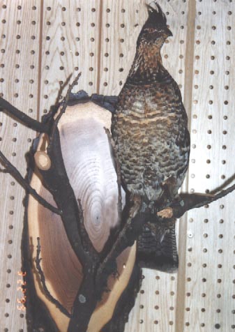 Mount from Simpson Taxidermy Studio