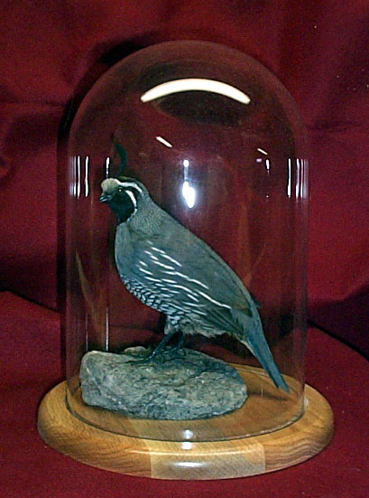 Mount from Simpson Taxidermy Studio