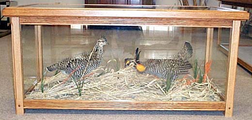 Mount from Simpson Taxidermy Studio