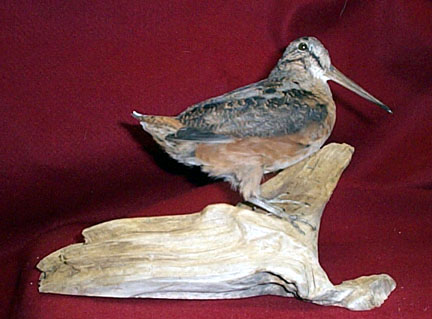 Mount from Simpson Taxidermy Studio