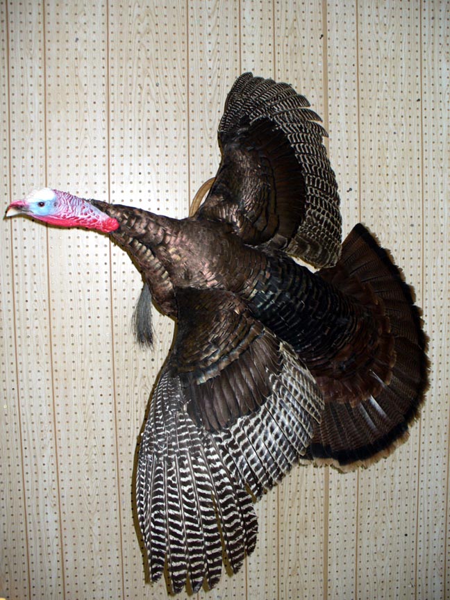 Mount from Simpson Taxidermy Studio